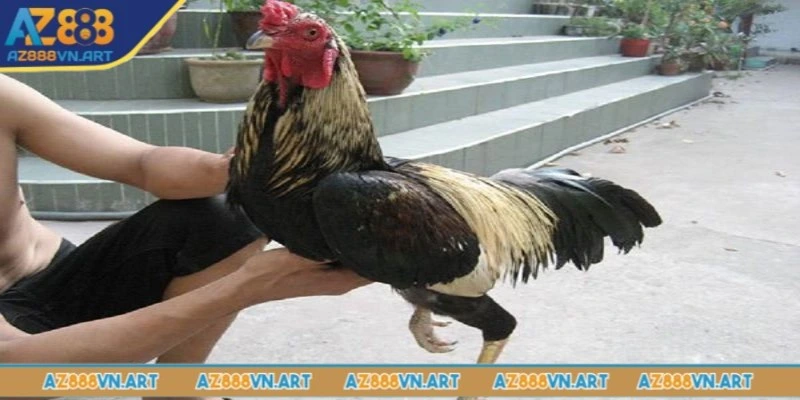 Luyện tập thường xuyên giúp gà chọi thi đấu tốt hơn