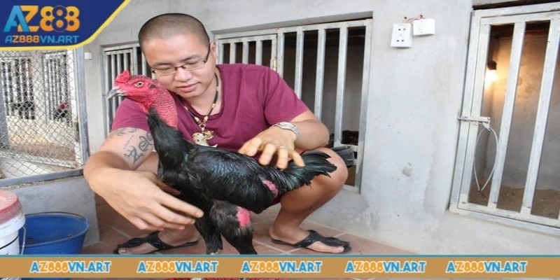 Tầm quan trọng của công tác chăm sóc gà chọi sau đá