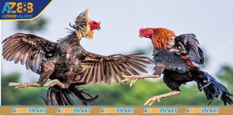 Đá gà đòn cần sự bền bỉ để thắng