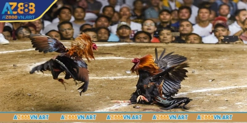 Đá gà trực tiếp AZ888 là một trong những chuyên mục game hot