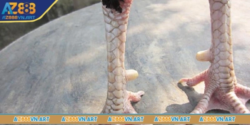 Các loại vảy phổ biến