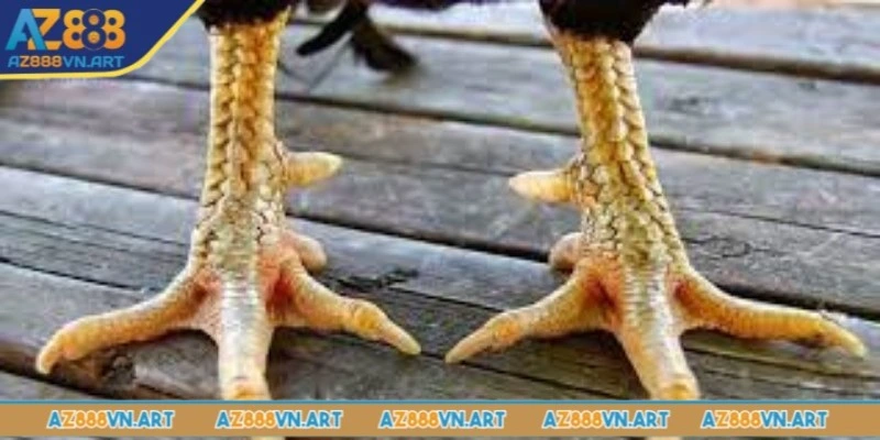 Giới thiệu gà 3 hàng vảy