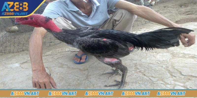 Mệnh Mộc của màu mạng gà đá hôm nay sẽ hợp với Thủy