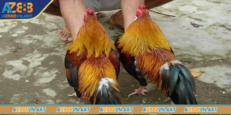 Màu mạng gà đá hôm nay lựa chọn theo mệnh Thổ