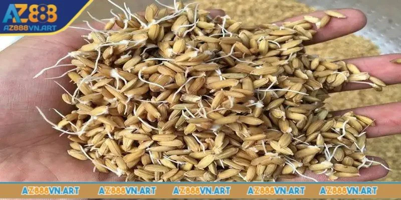 Chế độ dinh dưỡng khi nuôi gà đá cựa sắt phải đảm bảo đủ chất