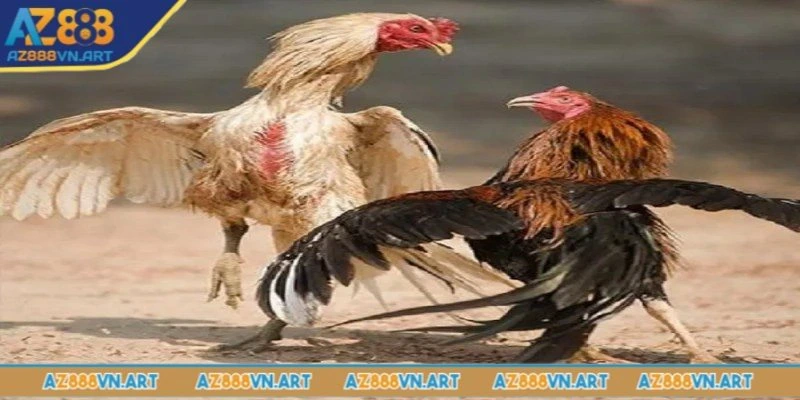 Quá trình giảm mỡ khi nuôi gà đá cựa sắt giúp chúng tăng cơ