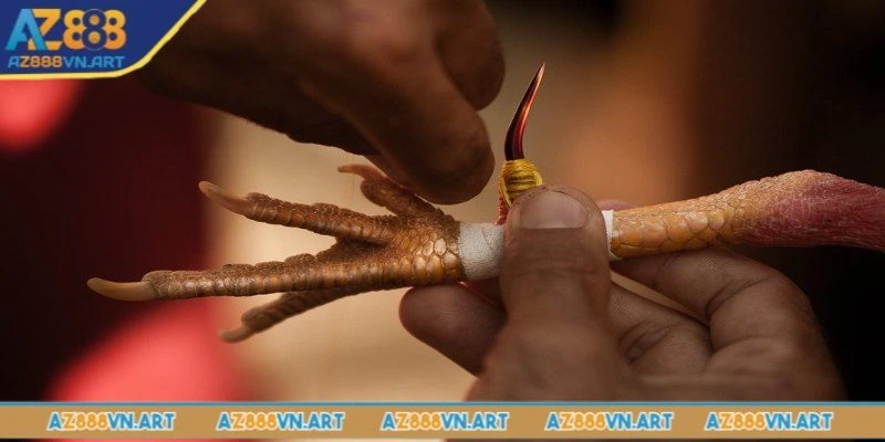 Tìm hiểu chung về trò chơi đá gà có đeo cựa sắt tại Az888